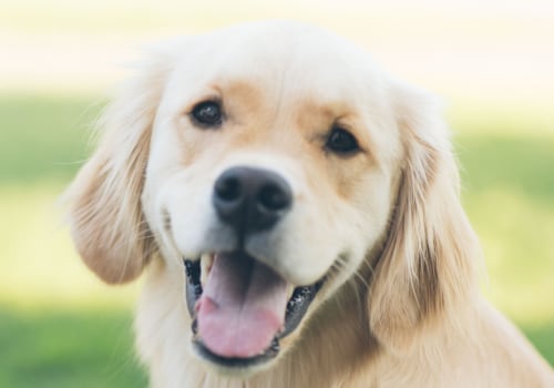 Wat is lymfeklierkanker bij honden?